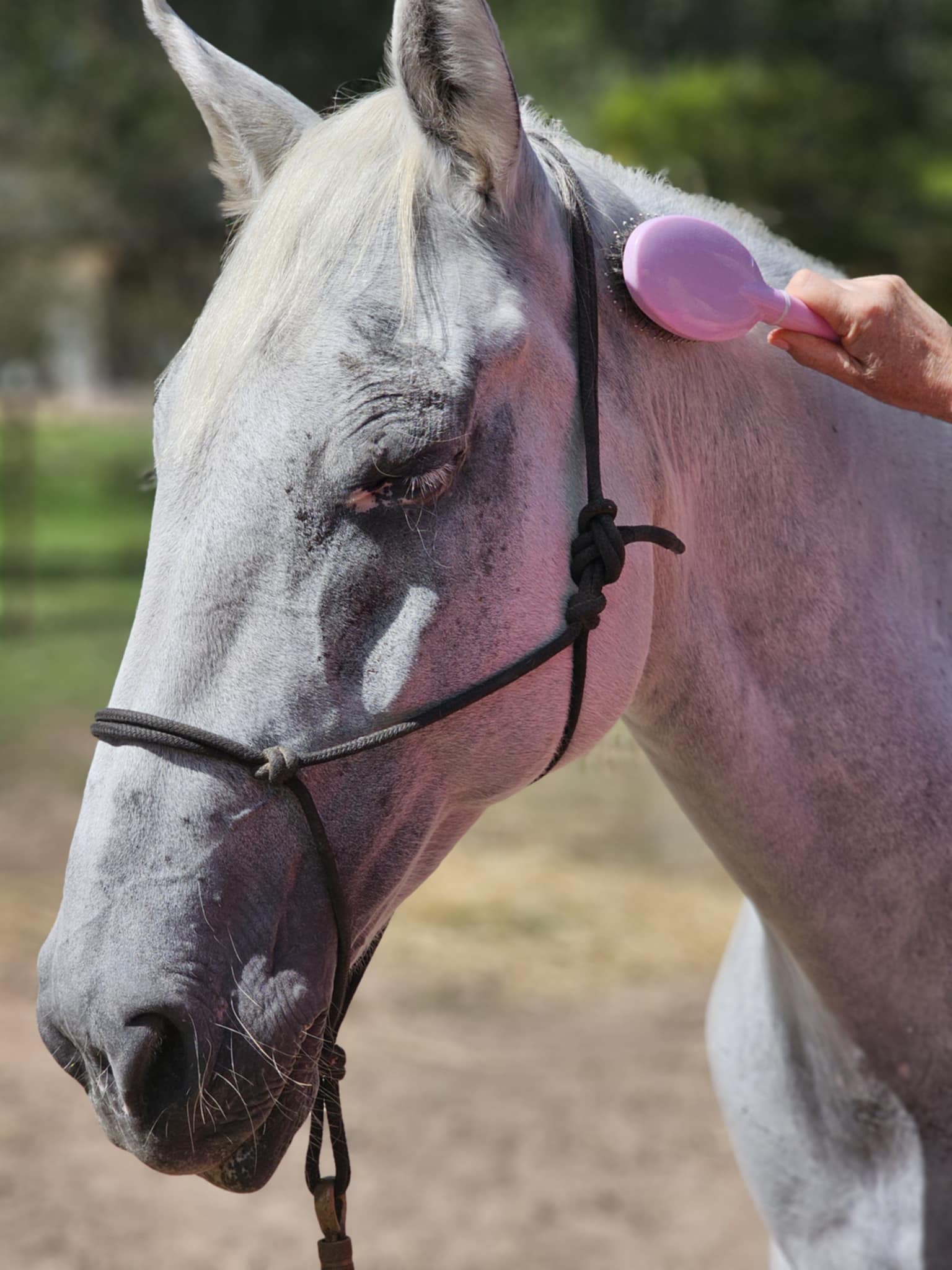 Horses Dont want you to be nice Freya being brushed