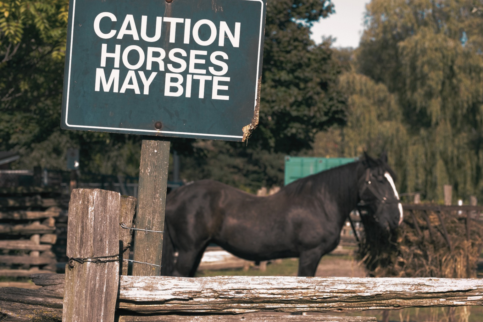 Why Does My Horse Bite? Warning sign - caution horses may bite with horse in background