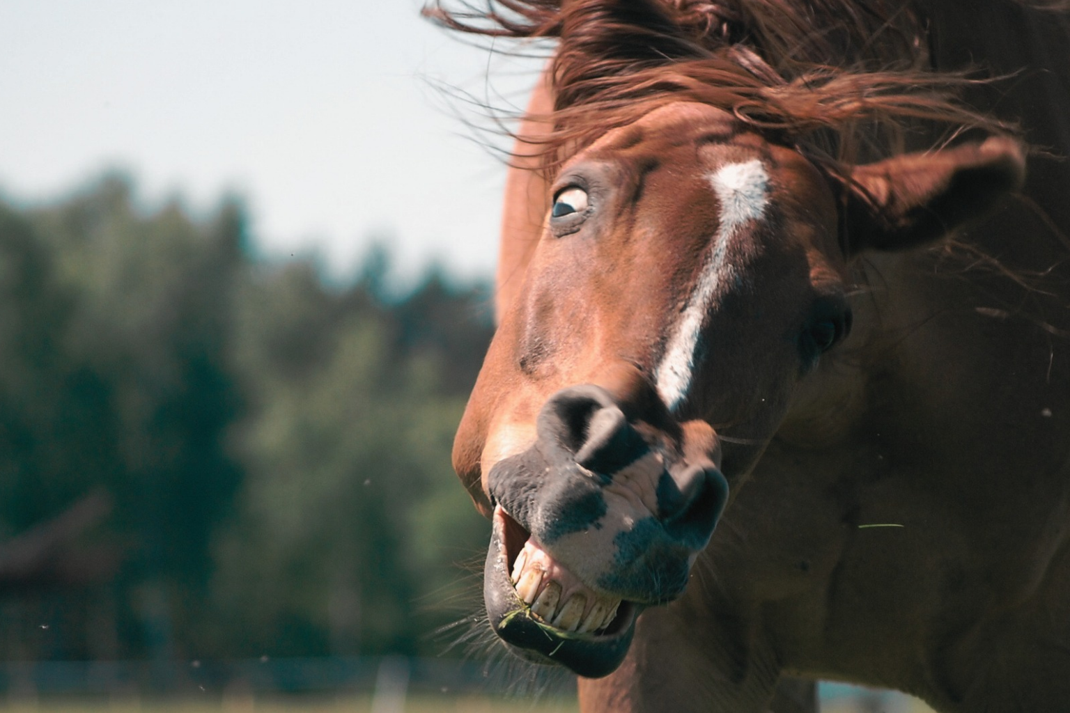 When Is a Horse Actually Dangerous A picture of an upset horse expression on his face.