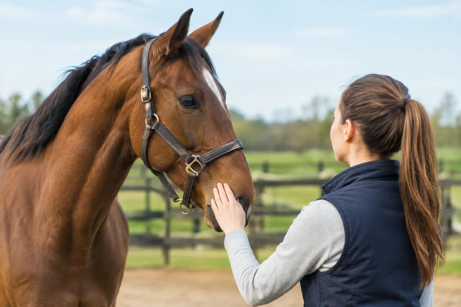 How to Assess Horse Manners Before You Buy How to Assess Horse Manners Before You Buy